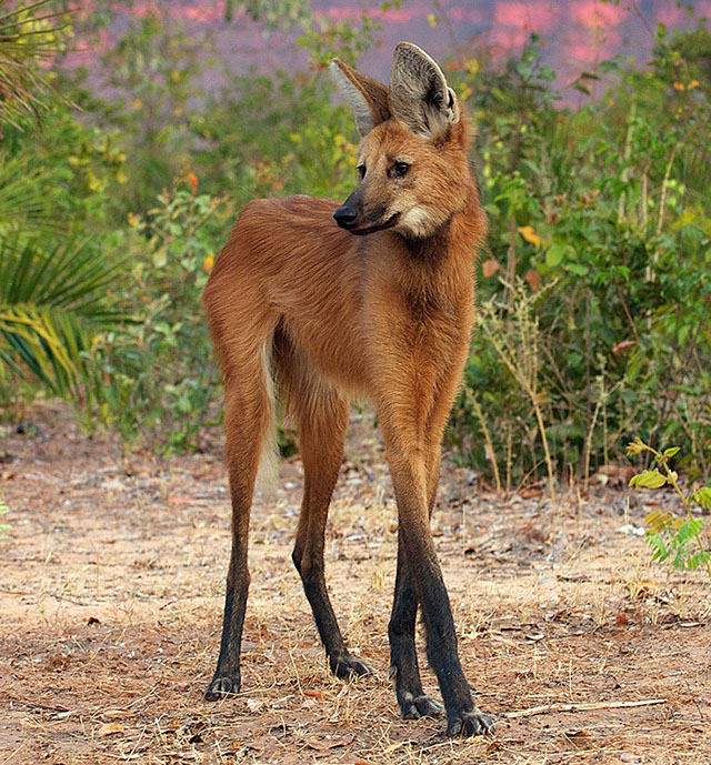 Aguará guazú, cánido autóctono de Sudamérica Aguará guazú
