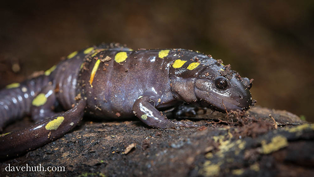La salamandra moteada sólo se aprovecha de la fotosíntesis durante su desarrollo embrionario. (cc) Dave Huth Ambystoma maculatum