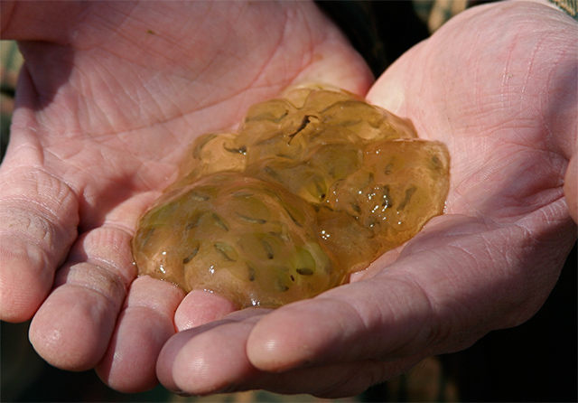 Masa de huevos de la salamandra moteada. (cc) Douglas Mills Ambystoma maculatum huevos