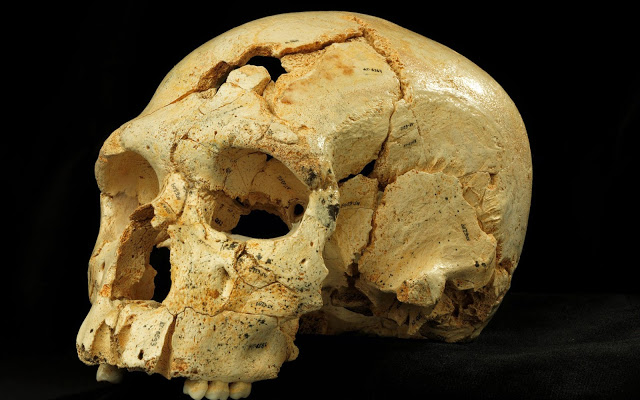 Cráneo 17, perteneció a un proto-neandertal de la Sima de los Huesos. (c) Javier Trueba Cráneo de neandertal