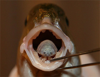 Cymothoa exigua: Este crustáceo es un parásito que se adhiere a la lengua de ciertos peces, atrofiándola hasta destruirla por completo; poco después toma el lugar y la función de la lengua. Se trata del único parásito conocido que sustituye, con éxito, las funciones de un órgano Cymothoa exigua