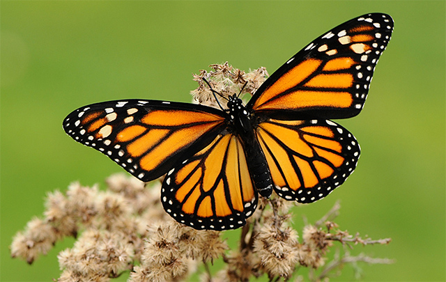 Danaus plexippus hembra