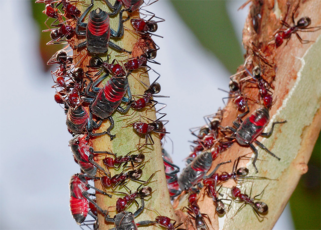 Ejemplo de simbiosis mutualista. Tanto la Eurymela fenestrata, especie de chicharra, como las hormigas se benefician de su relación. (cc) Wikimedia Eurymela fenestrata y hormigas