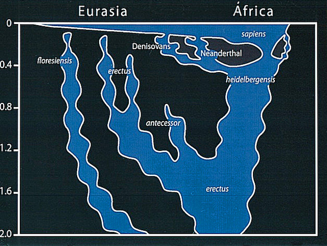 Hipótesis del antropólogo inglés Chris Stringer sobre el árbol genealógico del género Homo. (c) Nature, 2012 Evolución humana