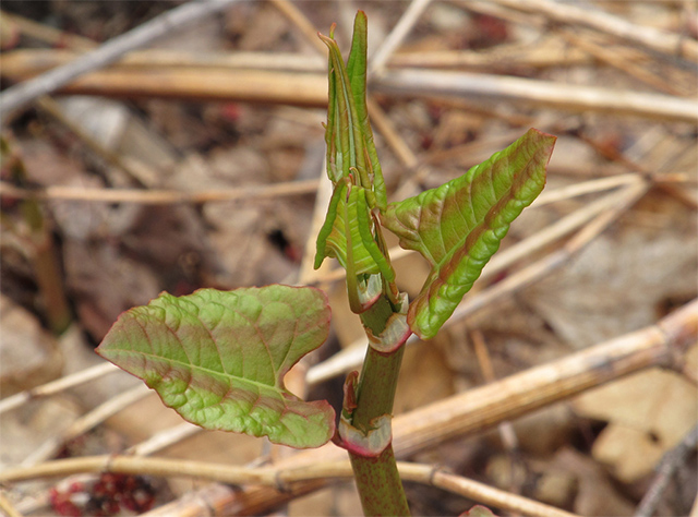 Fallopia japonica