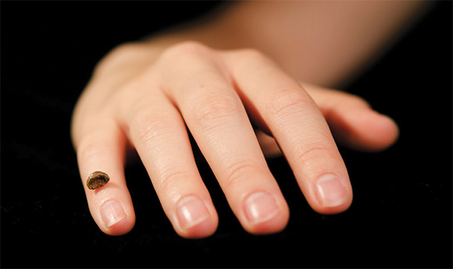 Comparación entre una mano humana y una réplica de un hueso de la mano de una niña que vivió hace 41 mil años en la cueva de Denisova. De este minúsculo fósil (la última falange del dedo meñique de la mano derecha) se secuenció el genoma del homínido de Denisova, que reveló su hibridación con el H. sapiens. (c) Instituto Max Planck de Antropología Evolutiva Fósil de una falange