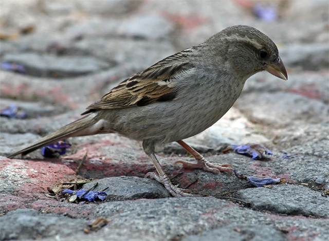 Passer domesticus macho, ave paseriforme de la familia de los gorriones, especie que usa colillas de cigarro al elaborar sus nidos. Fotografiado en la zona sur de la ciudad de México por Pablo Leautaud Gorrion macho