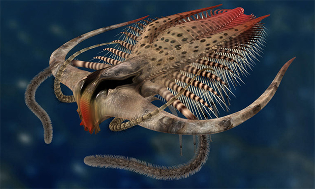 Marrella splendens