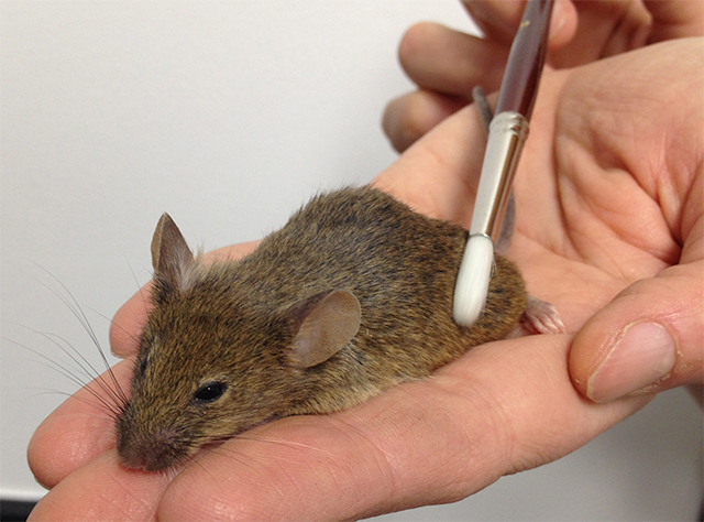 En la mayoría de los mamíferos, la activación de terminaciones nerviosas en los folículos pilosos promueven la producción de sustancias relacionadas con sensaciones placenteras. (c) D. Anderson / Caltech Masaje a raton