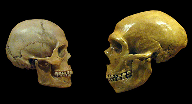 Comparación entre los cráneos de un sapiens moderno y un neandertal en el Museo de Historia Natural de Cleveland. (cc) hairmuseummatt en flickr Neandertal y sapiens