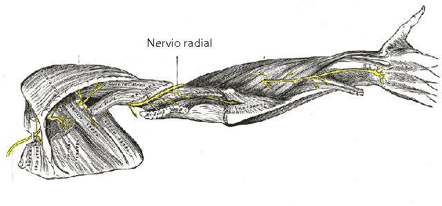 Ubicación del nervio radial. Litografía: Anatomía de Gray, 1858 Nervio radial