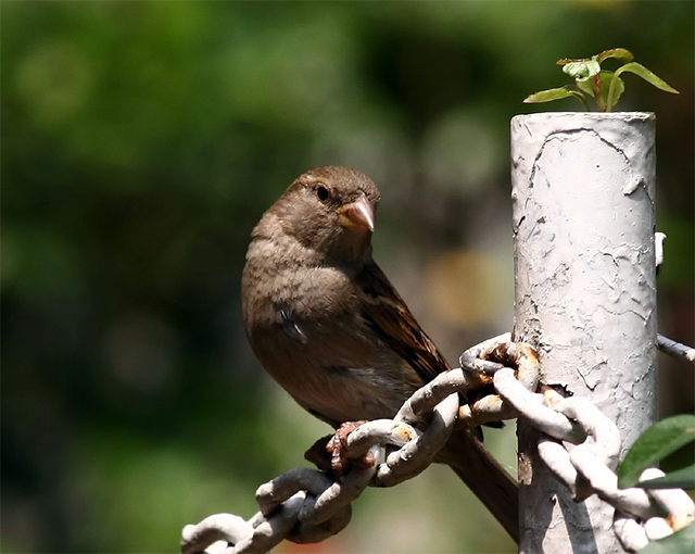 Passer domesticus hembra. San Ángel Inn, Distrito Federal. (cc) Pablo Leautaud Passer domesticus hembra