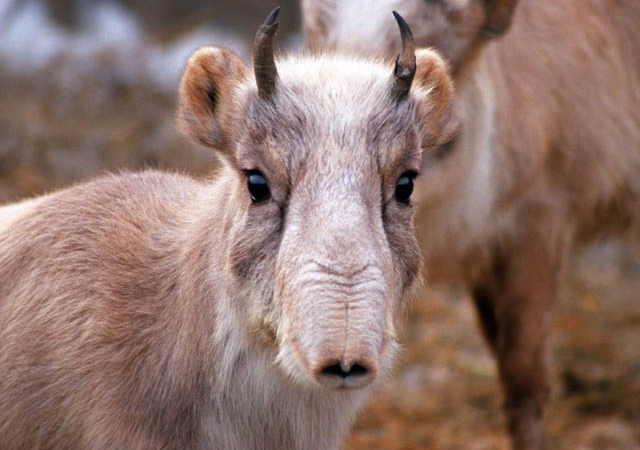 Saiga macho, con sus cuernos en desarrollo Cría de saiga