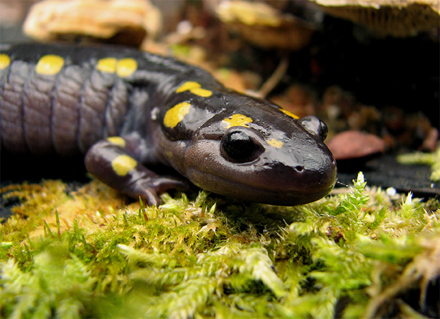 Salamandra moteada, especie que en simbiosis con un alga verde recibe los beneficios de la fotosíntesis. (cc) Petroglyph en flickr Salamandra Ambystoma maculatum