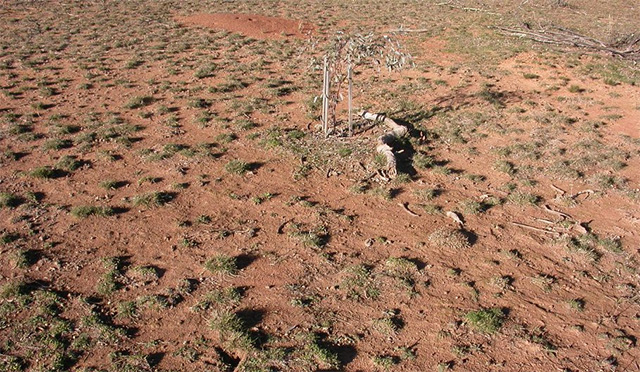 Los efectos del sobrepastoreo en la tierra: Erosión y pérdida de la capa superior de suelo. Canberra, Australia. (c) Waltraud Pix Sobrepastoreo