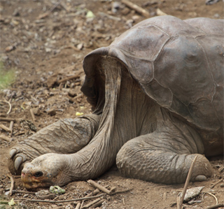 Solitario George a pocas semanas de su muerte Solitario George a pocas semanas de su muerte