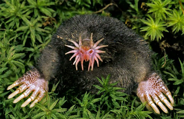 Topo de nariz estrellada.  Topo de nariz estrellada