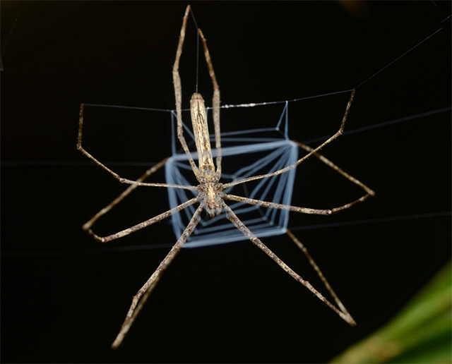 Deinopidae deinopis, araña lanzadora de tela, lista para atacar Araña lista para lanzar su tela