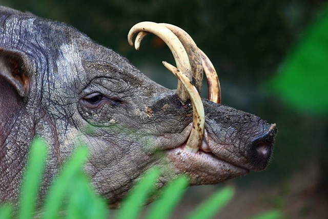 El babirusa, mamífero artiodáctilo de la familia Suidae, cuyo nombre significa puerco ciervo en lenguaje indonesio Babirusa