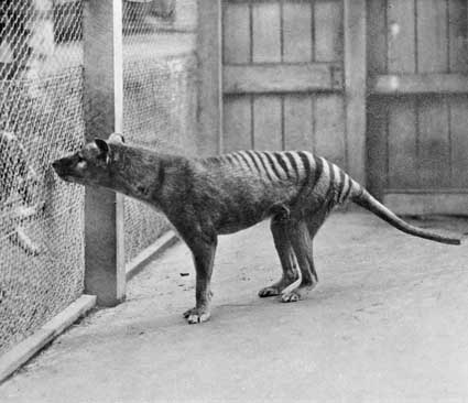 Benjamín, último tigre de Tasmania, fotografiado en 1933 Tigre de Tasmania