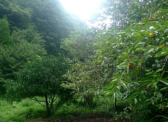Bosque alimentario en Izu, Japón. Proyecto Shikigami de ecología profunda y método Fukuoka bosque alimentario