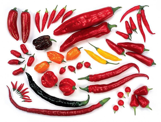 Variedades de chiles. La capsaicina es el compuesto químico que le da picor a los chiles, se concentra en las semillas y en las venas. (c) RHS Garden Rosemoor chiles