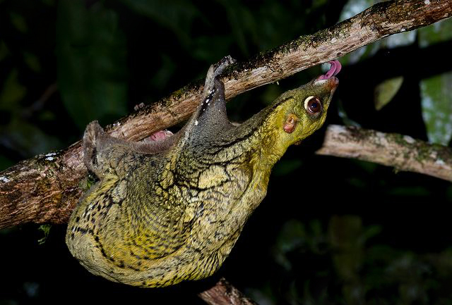 Colugo durante su periodo de actividad nocturna, Malasia. (c) Nick Garbutt Colugo