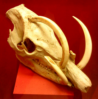 Cráneo de babirusa en el Museo de Historia Natural en Gotemburgo, Suecia. Nótese que uno de sus caninos horadó la parte superior del cráneo. craneo de babirusa