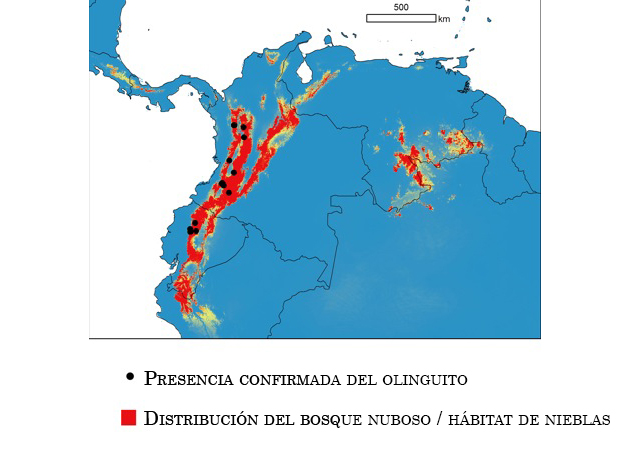 Distribución geográfica del olinguito en Ecuador y Colombia. (cc) Instituto Smithsoniano / Kris Helgen distribución del olinguito