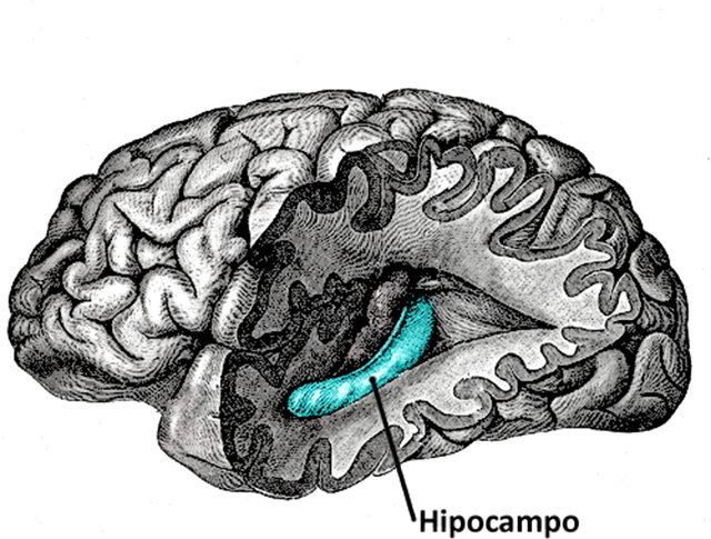 Hipocampo, la estructura del cerebro humano y otros mamíferos donde se realizan funciones de aprendizaje y memoria. La disrupción de esta estructura es una de los primeros síntomas del alzhéimer hipocampo