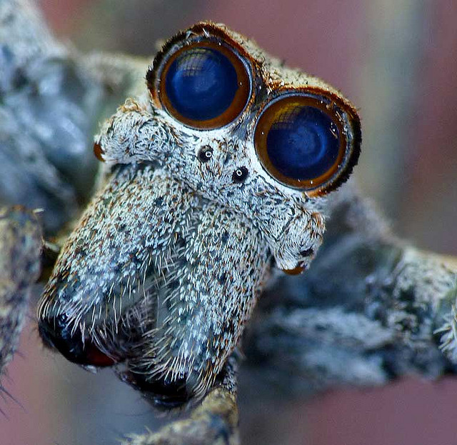 Los dos ojos medio posteriores le dan visión nocturna a la araña Enormes ojos de araña
