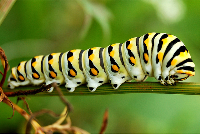 Papilio polyxenes, mariposa común en Norteamérica, posee 3 pares de patas verdaderas y 5 pares de pseudopatas o propodios en su abdomen. Un total de 16 patas, número que puede variar de una especie de mariposa a otra. (c) William Vann oruga