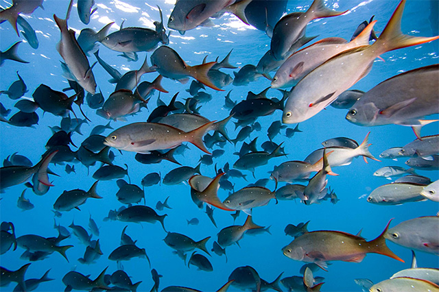 Banco de peces en la zona del Golfo de California conocida como Los Islotes. (c) Greenpace UK Peces en el mar