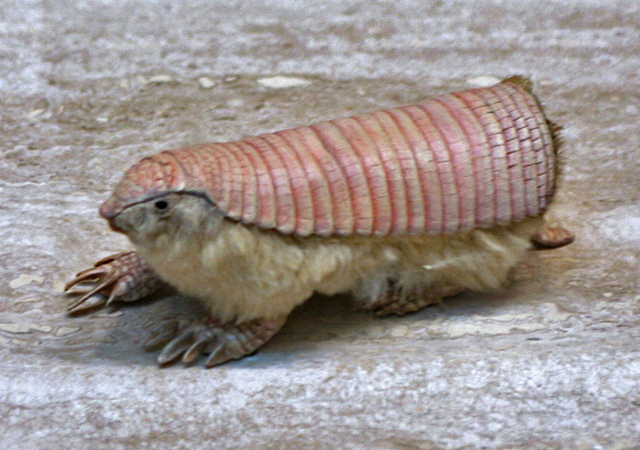 Pichiciego pampeano, el más pequeño de los armadillos, mide alrededor de 10 cm y es un ávido cazador de hormigas. (cc) cliff1066 Pichiciego pampeano