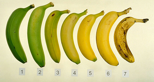 Plátanos en diferentes etapas de maduración. No sólo hay cambios en la textura y el sabor de esta fruta sino en su composición nutricional platanos
