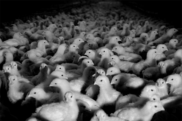 Miles de aves en un sólo cobertizo. T. Kenneally pollos