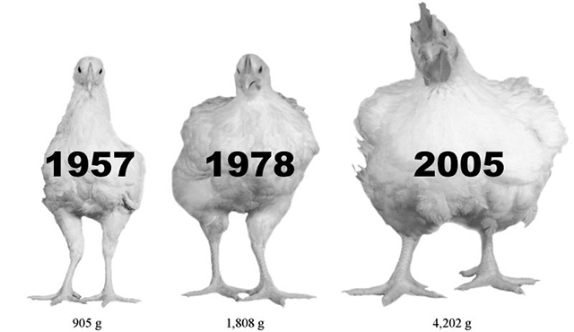 Imagen que documenta el día final del programa de crianza de tres razas de pollos de diferentes periodos. MJ Zuidhof pollos para carne