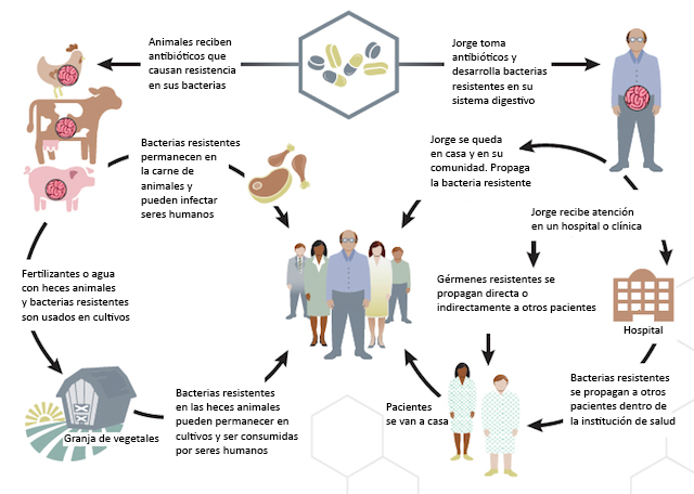 Gráfica del informe oficial que describe la manera en que las bacterias adquieren resistencia a los antibióticos. CCPE Diagrama de bacterias resistentes