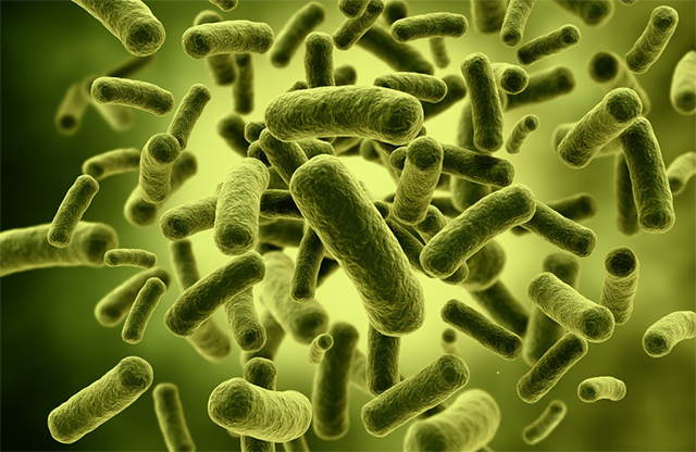 Lactobacillus acidophilus, bacteria beneficiosa para el ser humano. Más de 500 especies de bacterias viven en nuestro tracto gastrointestinal probióticos