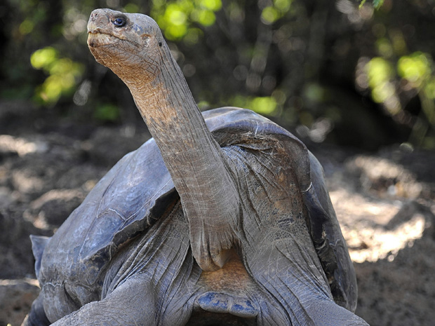 Solitario George, la tortuga gigante de las Galápagos, ha muerto Solitario George ha muerto