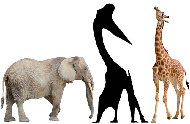 Comparación para apreciar el tamaño del Quetzalcoatlus. Tan alto como una jirafa, sus alas abiertas alcanzaban la longitud de dos elefantes Tamaño del quetzalcoatlus
