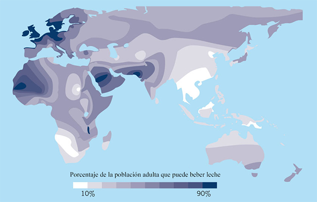 Mapa mundial de la tolerancia a la lactosa. Porcentaje de adultos que todavía producen la enzima lactasa tolerancia a la lactosa
