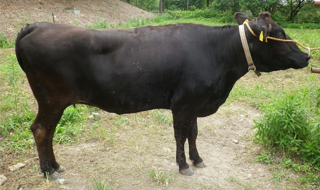 Vaca común empleada en el estudio Vaca común empleada en el estudio