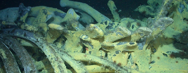 La ballena ha perdido su tejido suave y millares de organismos consumen sus huesos La ballena ha perdido su tejido suave y millares de organismos consumen sus huesos