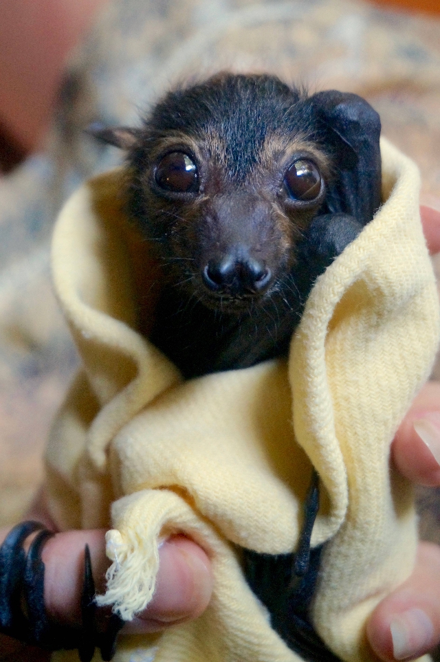 Zorro volador rescatado Zorro volador rescatado