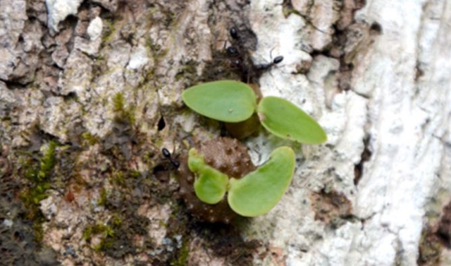 Hormigas Philidris nagasau atienden sus plantas epifitas en Fiji