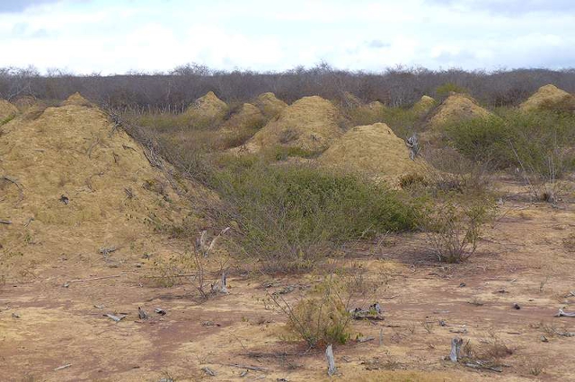 Montículos producidos por la actividad de termitas en miles de años
