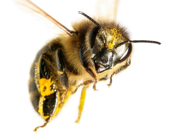La pérdida de especies de abejas