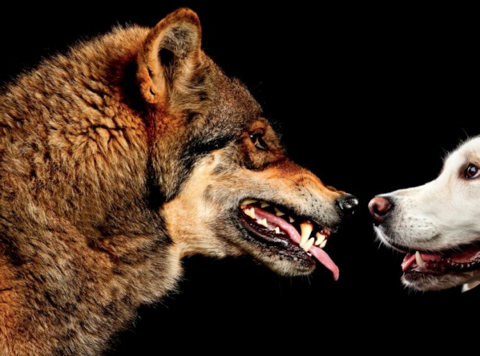 Lobo y perro