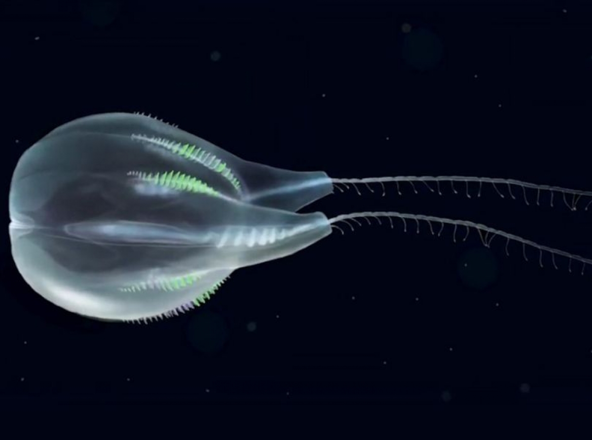 Nueva especie de animal marino gelatinoso
